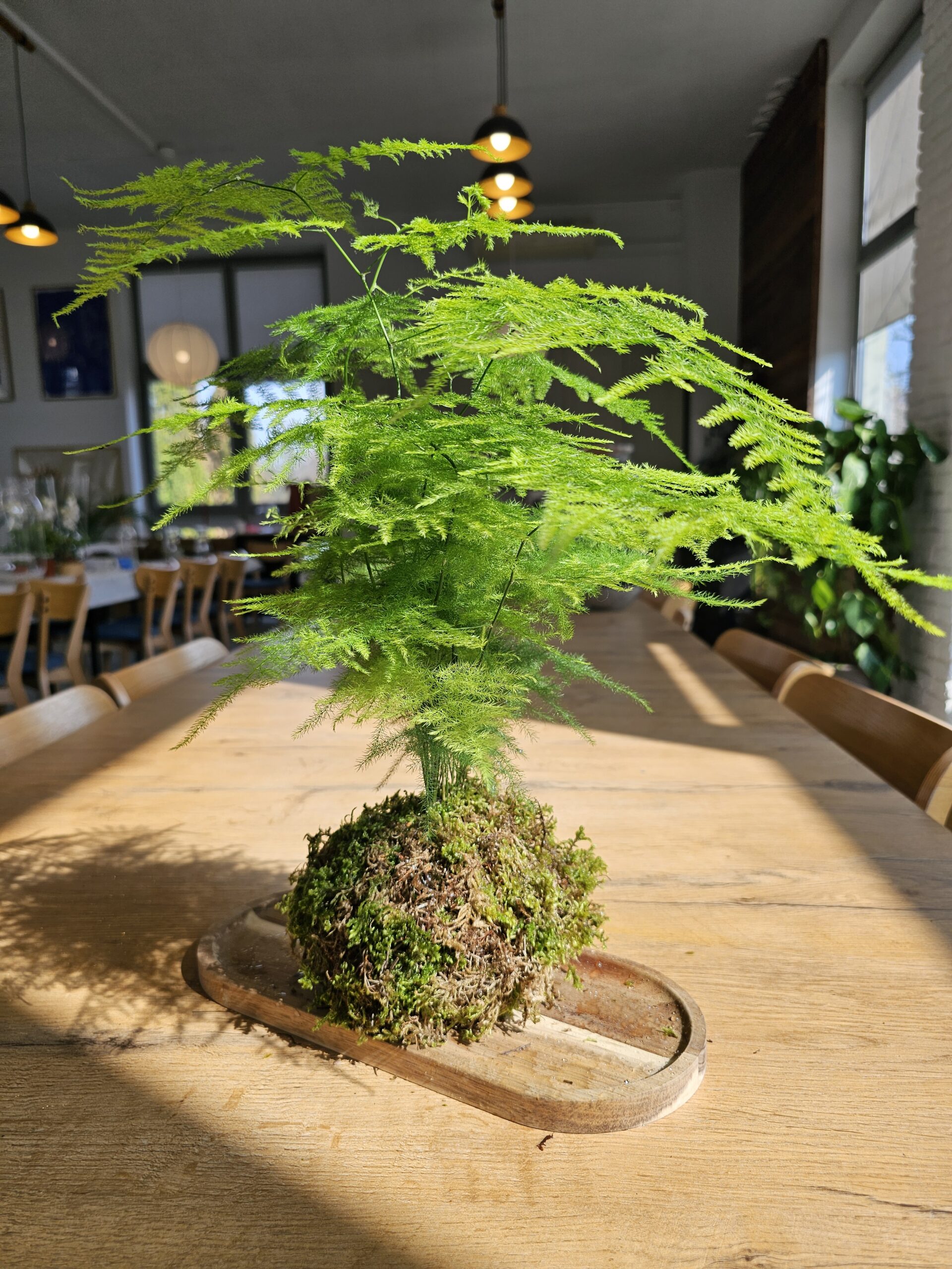 kokedama.